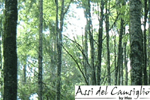 Assi del Cansiglio